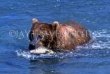 CANADA, Yukon, Brown (Grizzly) Bear catching fish, CAN489JPL