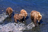 CANADA, Yukon, Brown (Grizzly) Bears hunting for fish, McNeill River, CAN495JPL