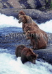 CANADA, Yukon, Brown (Grizzly) Bears in river hunting for fish, CAN490JPL