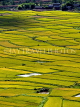 CHINA, Yunnan Province, Lijiang, rice (paddy) fields, CH1599JPL