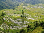 CHINA, Yunnan Province, Yuanyang, Mongpin rice terraces, CH1670JPL