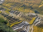 CHINA, Yunnan Province, Yuanyang, autumn rice terraces, CH1472JPL