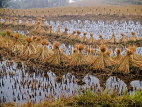 CHINA, Yunnan Province, Yuanyang, harvested rice fields, CH1587JPL