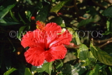 COOK ISLANDS, Rarotonga, Hibiscus flower, CI173JPL