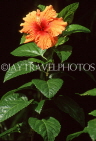 COOK ISLANDS, Rarotonga, Hibiscus flower, CI793JPL