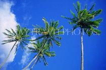 COOK ISLANDS, Rarotonga, coconut trees against blue sky, CI124JPL
