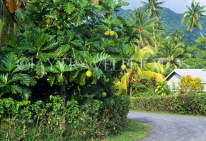 COOK ISLANDS, Rarotonga, country lane, and Breadfruit tree, CI803JPL