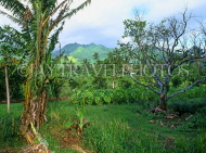 COOK ISLANDS, Rarotonga, countryside, Banana trees (left), Taro plants (middle), CI718JPL