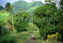 COOK ISLANDS, Rarotonga, countryside, Breadfruit tree (right), CI830JPL