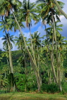 COOK ISLANDS, Rarotonga, island interior and coconut plantation, CI131JPL