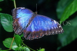 COSTA RICA, Blue Morpho Butterfly, CR101JPL