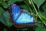 COSTA RICA, Blue Morpho Butterfly, CR103JPL