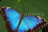 COSTA RICA, Blue Morpho Butterfly, CR116JPL