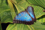 COSTA RICA, Blue Morpho Butterfly, CR121JPL