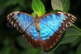 COSTA RICA, Blue Morpho Butterfly, CR123JPL
