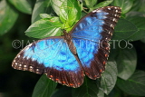 COSTA RICA, Blue Morpho Butterfly, CR124JPL