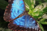 COSTA RICA, Blue Morpho Butterfly, CR125JPL