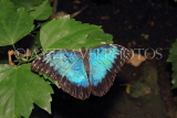 COSTA RICA, Blue Morpho Butterfly, CR126JPL