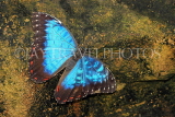 COSTA RICA, Blue Morpho Butterfly, CR127JPL