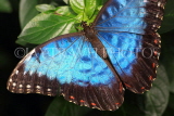 COSTA RICA, Blue Morpho Butterfly, CR128JPL