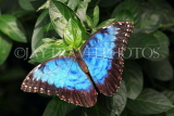 COSTA RICA, Blue Morpho Butterfly, CR129JPL