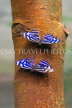 COSTA RICA, Blue Wave Butterflies, CR106JPL