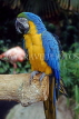COSTA RICA, Blue and Yellow Macaw, CR107JPLA