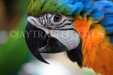 COSTA RICA, Blue and Yellow Macaw, closeup, CR138JPL
