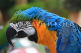 COSTA RICA, Blue and Yellow Macaw, closeup, CR139JPL