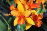 COSTA RICA, Cattleya Orchids, CR181JPL
