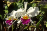 COSTA RICA, Cattleya Orchids, CR91JPL