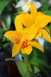 COSTA RICA, Dendrobium Orchids, CR183JPL
