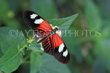 COSTA RICA, Doris Longwing butterfly, CR131JPL