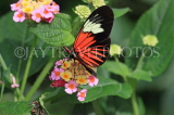 COSTA RICA, Doris Longwing butterfly, CR132JPL