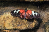 COSTA RICA, Doris Longwing butterfly, CR133JPL