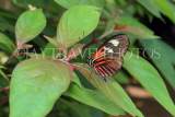 COSTA RICA, Doris Longwing butterfly, CR134JPL
