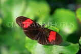 COSTA RICA, Heliconius Butterfly, CR107JPL