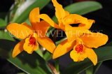 COSTA RICA, Lankester Botanical Gardens, Cattleya Orchids, CR178JPL