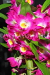 COSTA RICA, Lankester Botanical Gardens, Dendrobium Orchids, CR168JPL