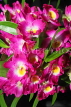 COSTA RICA, Lankester Botanical Gardens, Dendrobium Orchids, CR169JPL