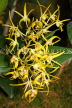 COSTA RICA, Lankester Botanical Gardens, Orchids, CR175JPL