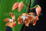 COSTA RICA, Lankester Botanical Gardens, Orchids, CR177JPL
