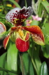 COSTA RICA, Lankester Botanical Gardens, Paphiopedilum Orchid, CR184JPL