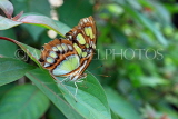 COSTA RICA, Malachite Butterfly, CR120JPL