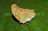 COSTA RICA, Malachite Butterfly, CR143JPL