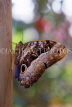 COSTA RICA, Owl Butterfly, CR89JPL