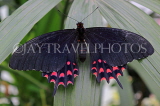 COSTA RICA, Red Crescent Swallowtail Butterfly, CR166JPL