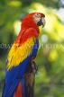 COSTA RICA, Scarlet Macaw perched on branch (red, yellow and blue), CR81JPL