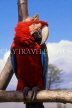 COSTA RICA, Scarlet Macaw perched on branch (red and blue), CR111JPL