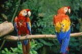 COSTA RICA, Scarlet Macaws perched on branch (red, yellow and blue), CR76JPL